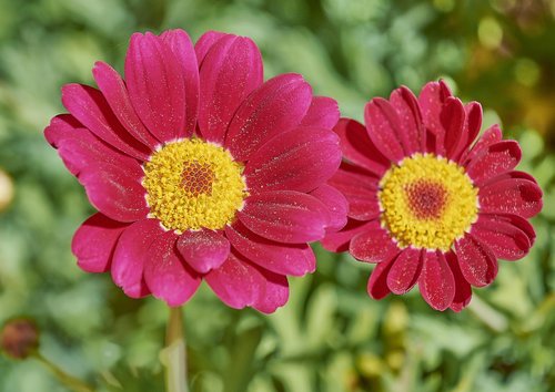 flower  garden  flowers