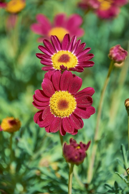 flower  garden  flowers