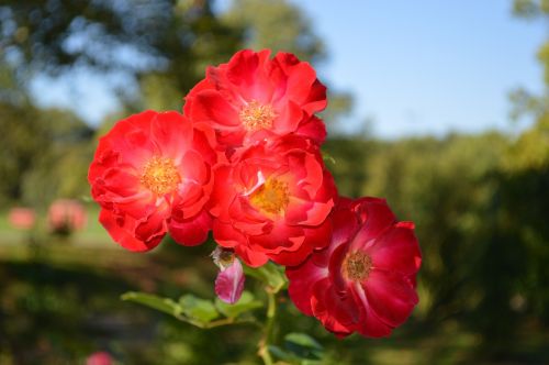 blossom bloom flower