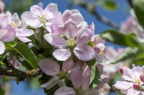 flower  blossom  bloom