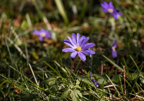 flower  plant  blossom