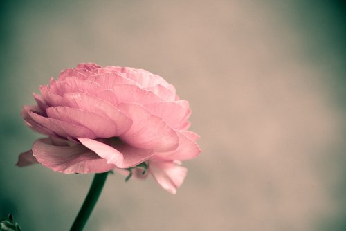 flower  pink  ranunculus