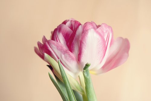 flower  tulip  pink