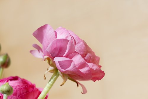 flower  ranunculus  pink