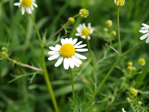 flower  nature  plant