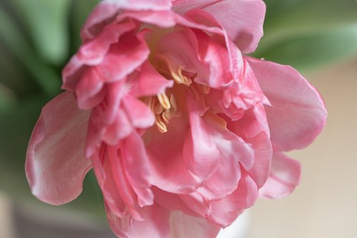 flower  tulip  pink