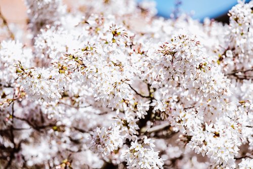 flower  cherry blossom  spring