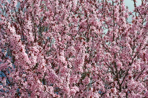 flower  spring  flowers