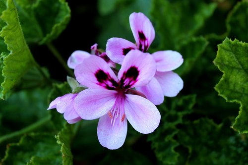 flower  lilac  pro