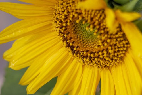 flower  sunflower  yellow