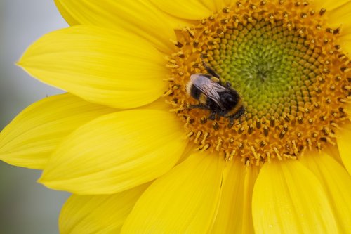 flower  sunflower  bee