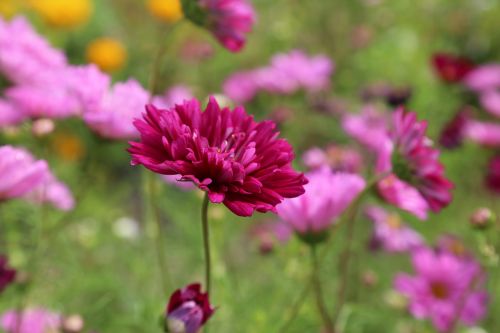 flower flower meadow summer