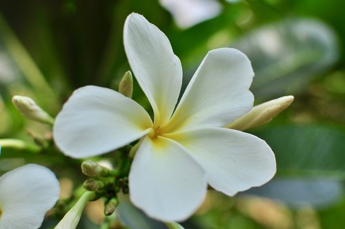 flower  white  blooming