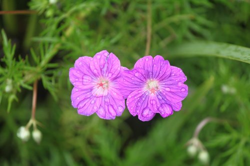 flower  spring  bloom