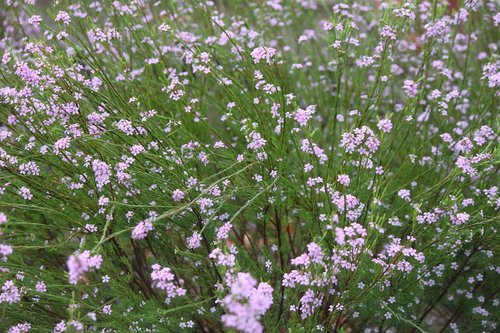 flower  spring  bloom