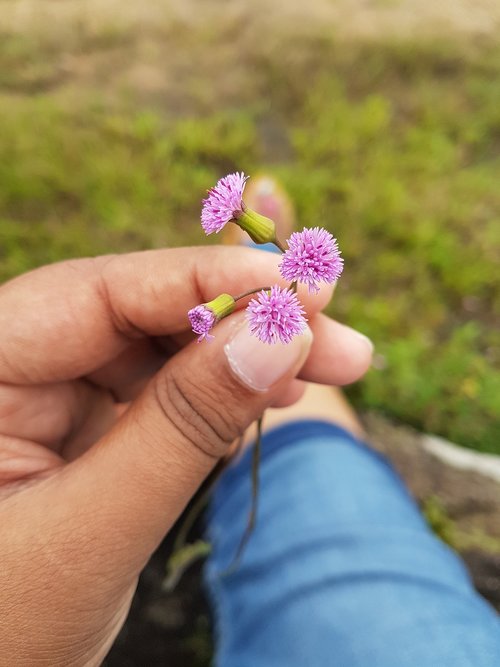 flower  mini  hands