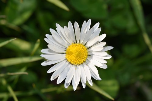 flower  daisy flower  white petals