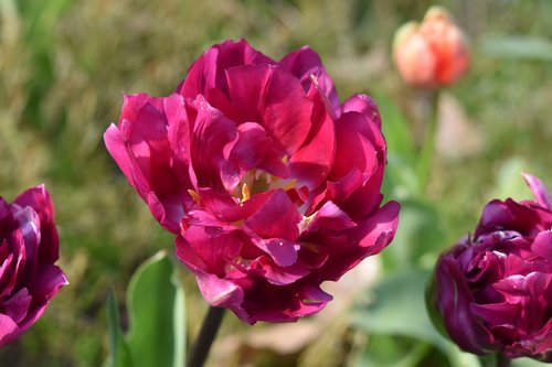 flower  flowers  tulips