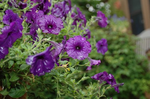 flower  garden  rain