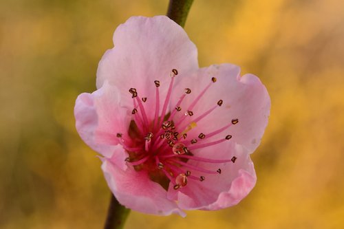 flower  pistilli  spring