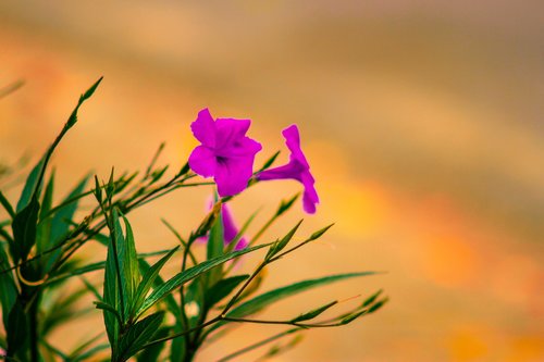 flower  plant  dawn