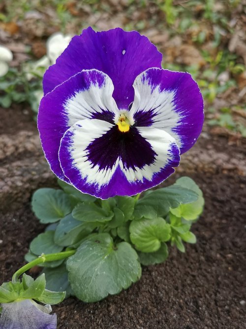 flower  pansy  spring