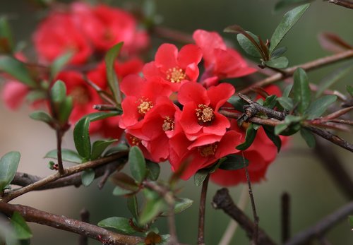 flower  red  casey