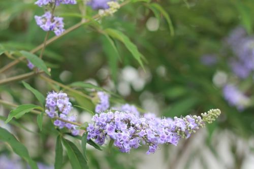 flower closeup purple