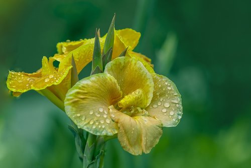 flower  nature  spring