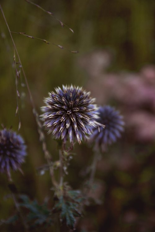 flower  macro  nature