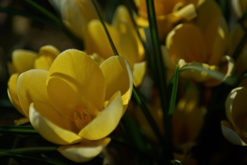 flower  yellow  flowers