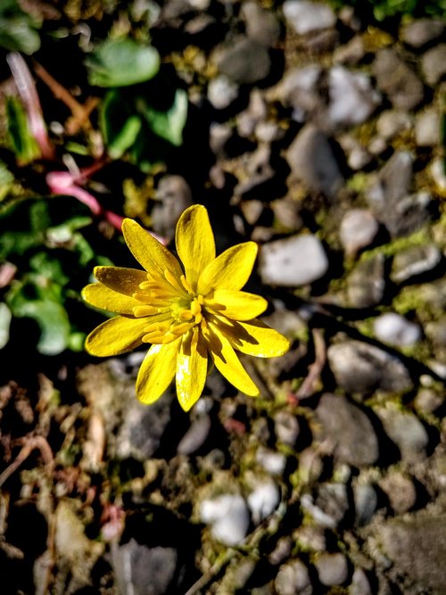 flower  garden  nature