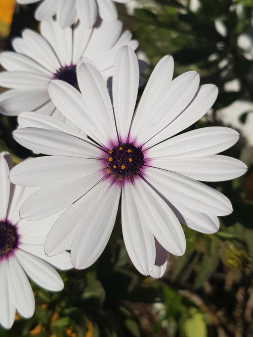 flower  plant  daisy