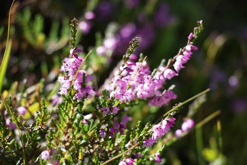 flower  alpine  nature