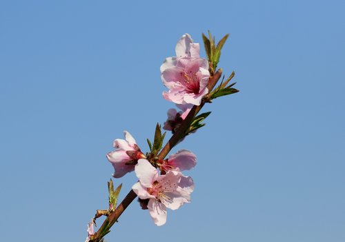 flower  pink  tree