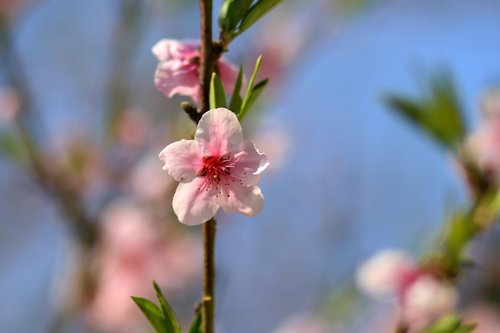 flower  pink  tree
