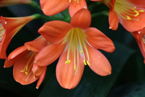 flower  orange  lily