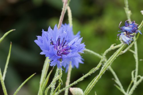 flower  flora  blue