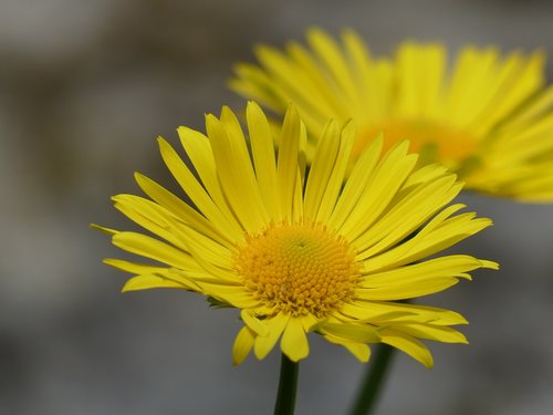 flower  margherita  yellow