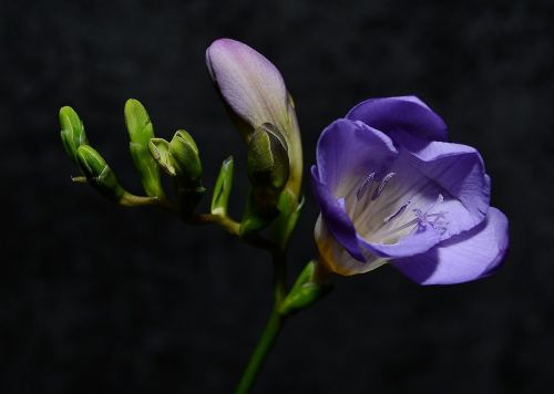 flower purple floral