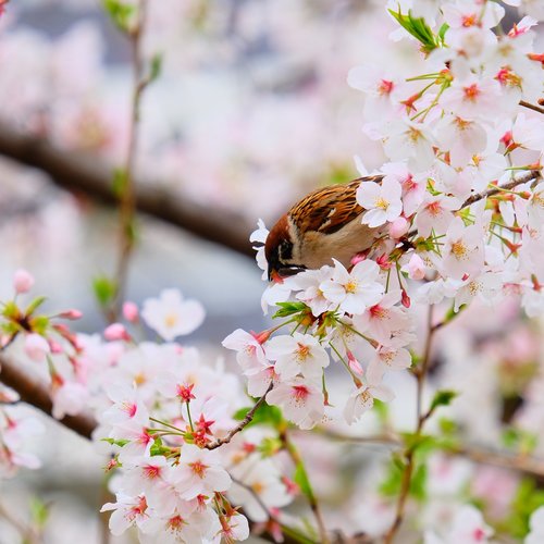 flower  cherry blossom  spring