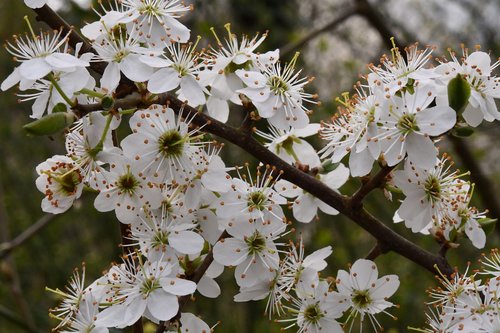 flower  prunus  white
