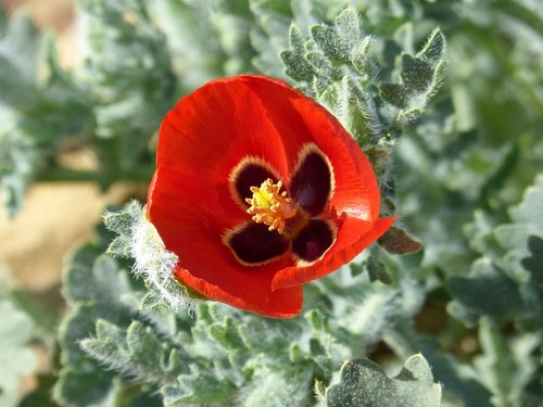 flower  glaucium corniculatum  glaucium