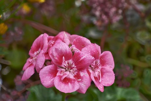 flower  nature  plant