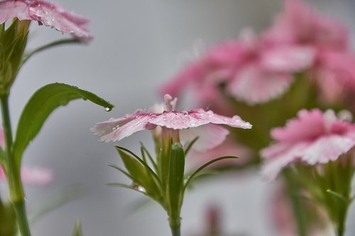 flower  nature  plant