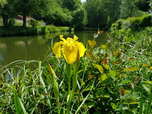 flower  water  nature