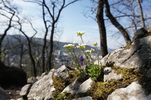 flower  spring  mountain