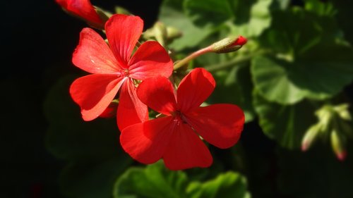 flower  red  bloom