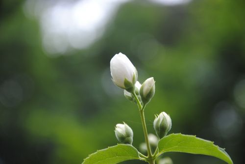 blossom bloom plant