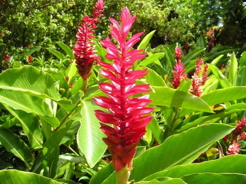 flower red plant